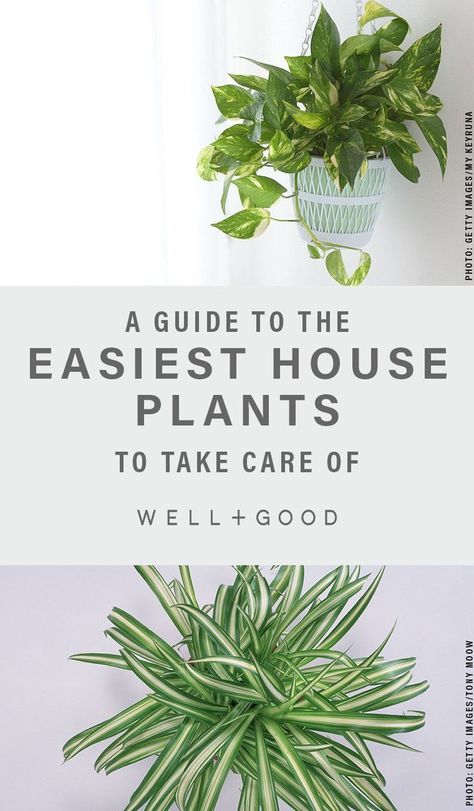 5 indoor plants that are hard to kill. Looking to spruce up your indoor garden? These five options: snake plants, jade plants, trailing plants, Dracaneas, and ZZ plants are easy to keep alive. Dream Decorations, Philly Apartment, Environmental Wellness, Live Space, Sustainability Tips, Holistic Products, Apartment Tips, Starter House, Easy House Plants