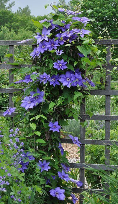 How to Grow Clematis - Gardener's Supply Clematis Trellis, Climbing Clematis, Clematis Plants, Climbing Flowers, Flowers Growing, Clematis Vine, Garden Vines, Trellis Plants, Have Inspiration