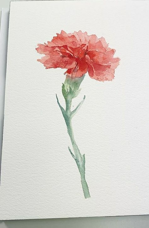 Carnation Flower Watercolor, Carnation Watercolor, Carnation Drawing, Pencil Drawings Of Flowers, 동화 삽화, Watercolor Birthday Cards, Watercolor Paintings For Beginners, Watercolor Birthday, Watercolor Journal