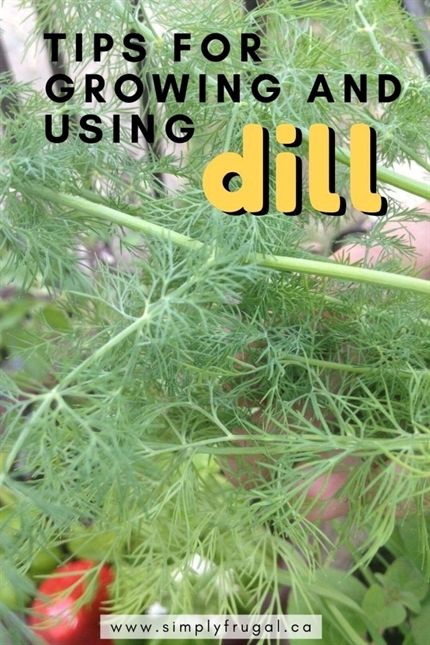 Growing Dill, How To Grow Dill, Herbs Garden, Garden Herbs, Growing Gardens, Home Vegetable Garden, Organic Gardening Tips, Growing Herbs, Flowers Garden