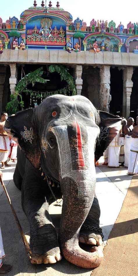 Sri Ranganathaswamy Temple, Srirangam Temple, Ranganathaswamy Temple, Elephant Aesthetic, Lord Photo, Hindu Temple, Cute Elephant, South India, Tamil Nadu