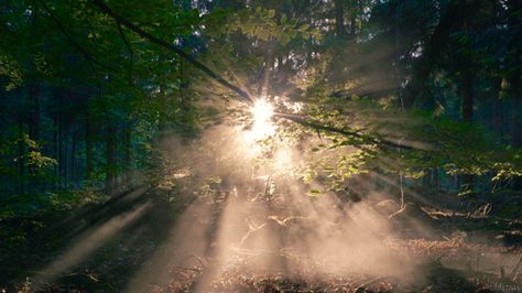 cinemagraph gif nature cinemagraph smoke sunset forest sunrise fog dawn mist living stills Nature Gifs, Cinemagraph Gif, Strange Events, Aesthetic Nature, Nature Gif, Beautiful Nature Wallpaper, Aesthetic Gif, Story Inspiration, Spotify Playlist