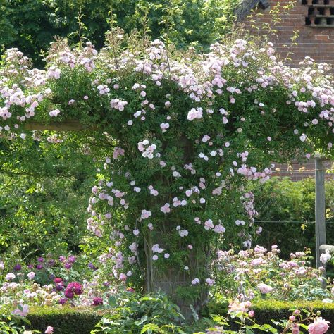 David Austin Climbing Roses, Deadheading Roses, Rambling Rose, Rose Care, Cottage Garden Plants, Blooming Trees, Plant Problems, Farm Cottage, Types Of Roses