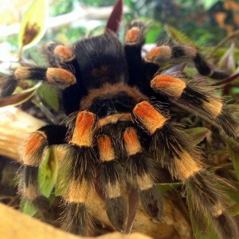 mexican red knee tarantula Mexican Red Knee Tarantula Enclosure, Mexican Red Knee Tarantula, Red Knee Tarantula, Pet Tarantula, Wolf Spider, Cool Bugs, Arthropods, Creepy Crawlies, Arachnids