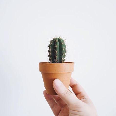 #succulents #homedecor #guide #succulentlove #gardening #onlineshopping #buynow #gardendesign #gardeningtips #shop Kaktus Dan Sukulen, Baby Cactus, Cactus House Plants, Small Cactus, Plants Are Friends, Mini Cactus, Leafy Plants, Prickly Pear Cactus, Photographie Inspo