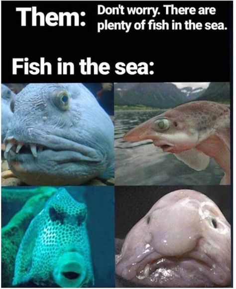 Fish Meme, Funny Fish, Plenty Of Fish, Story Of My Life, Fish Fish, Memes Hilarious, Facebook Humor, Sarcastic Quotes Funny, Fishing Humor