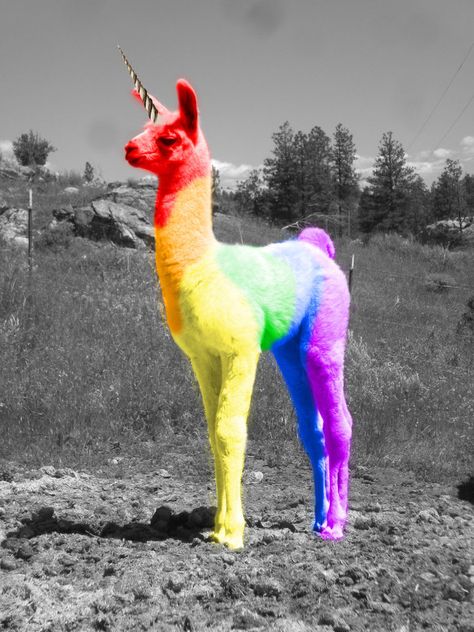 A Rainbow Llamacorn  you just can't get anymore Fabulous Teen Posts, Izu, Rainbow Unicorn, Llama, Dumb And Dumber, Just In Case, The Middle, Funny Animals, Dinosaur Stuffed Animal