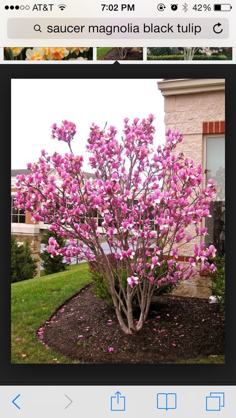 Tulip tree in front bed by light pole.... Small Landscaping Trees, Saucer Magnolia Tree, Small Landscaping, Trees For Front Yard, Landscaping Trees, Small Front Yard Landscaping, Front Yard Garden Design, Easy Landscaping, Front Landscaping