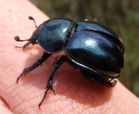 dung beetle #alphabet Black Beetle, Insect Tattoo, Beetle Insect, Cool Bugs, Wild Kingdom, A Bug's Life, Scarab Beetle, Animal Groups, Creepy Crawlies