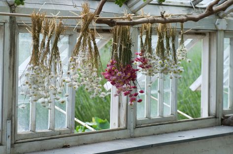 How to make dried flowers: What to pick, when to pick them and how to dry them - Country Life How To Dry Flowers, Drying Flowers, Westbury Gardens, Oak Framed Buildings, Virginia Creeper, Big Vases, Glazed Walls, Cozy Spaces, Extension Ideas