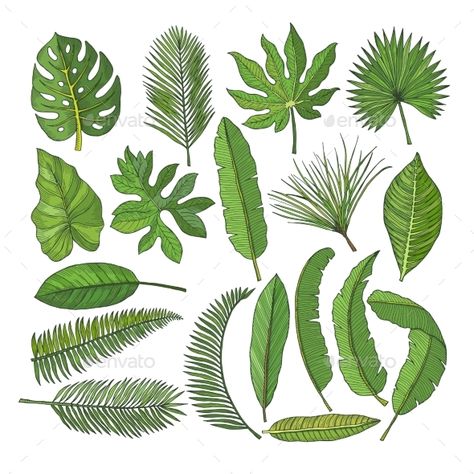 Colored pictures set of tropical leaves. Vector illustrations isolated on white. Palm of leaf floral, green leaf palm Medicine Plants, Tropical Leaves Illustration, Colored Pictures, Leaf Illustration, Leaf Drawing, Leaves Vector, Nature Green, Watercolor Leaves, Flowers Plants