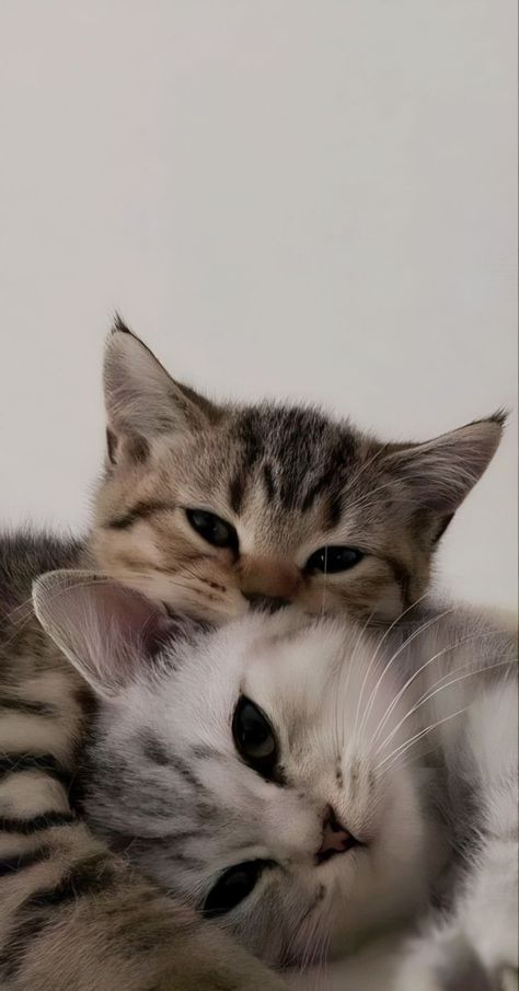 Cat Whatsapp Wallpaper, Cute Cats Wallpaper Iphone, Cute Wallpapers For Whatsapp, Cats Cute Pics, Cat White Wallpaper, Depreciation Wallpaper, Animal Wallpaper Iphone, Cat Wallpaper Iphone, Chat Wallpaper