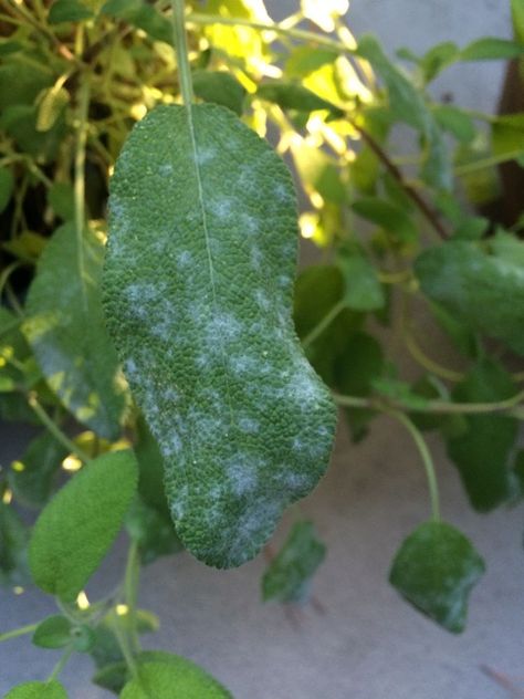 Powdery Mildew - http://www.gardenanswers.com/plant-diseases/powdery-mildew-5/ Plant Parts, Powdery Mildew, Plant Diseases, Parts Of A Plant, Air Circulation, Annual Plants, The Plant, Planting, Disease