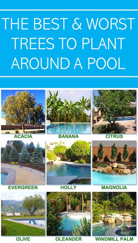 Backyard Trees Landscaping, Swimming Pools Backyard Landscape, Pool Ideas Backyard, Pool Area Landscaping, Poolside Plants, Plants Around Pool, Landscaping Around Pool, Tropical Pool Landscaping, Tropical Backyard Landscaping