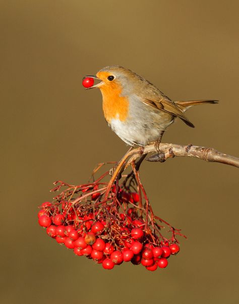 Robin Most Beautiful Birds, Robin Bird, Kinds Of Birds, Nature Birds, Bird Pictures, Exotic Birds, Pretty Birds, Bird Photo, Colorful Birds