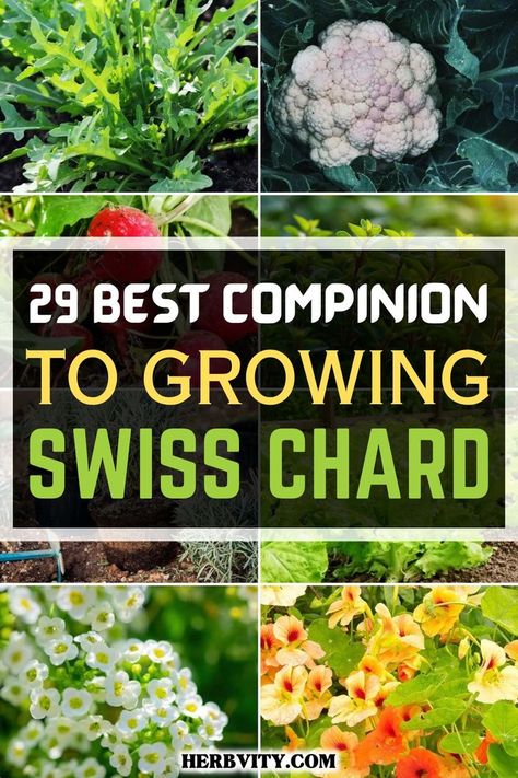 After years of painstaking research, we have finally revealed the answer to your question about companion plants for Swiss chard... Swiss Chard Plant, Growing Swiss Chard, Growing Vegetables Indoors, Seed Starter Kit, Garden Companion Planting, Companion Plants, Seed Starter, Thriving Garden, Garden Veggies