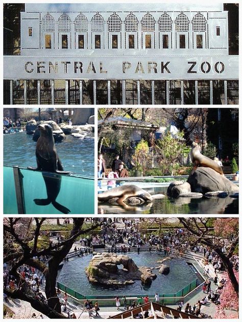 Central Park Zoo - Central Park, NYC Nyc Zoo Central Park, Central Park Zoo Aesthetic, Felix Cake, New York Zoo, Central Park Zoo, New York Bucket List, Zoo Trip, Nyc Christmas, Central Park Nyc