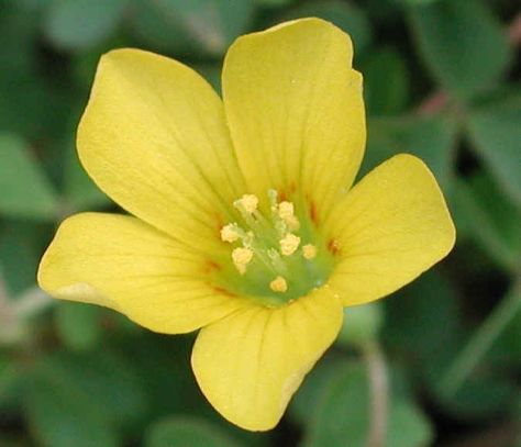 yellow wood sorrel (oxalis stricta) Sorrel Flower, Yellow Wood Sorrel, Yellow Cedar, Wood Sorrel, Gardening Inspiration, Yellow Wood, Bird Tree, Sleepy Hollow, Garden Inspiration