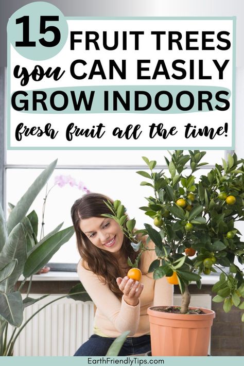 Picture of woman picking orange off indoor fruit tree with text overlay 15 Fruit Trees You Can Easily Grow Indoors Fresh Fruit All the Time Fast Growing Fruit Trees, Miniature Fruit Trees, Fig Fruit Tree, Citrus Tree Indoor, Indoor Fruit Trees, Inside House Plants, Best Indoor Trees, Fruit Shrub, Nest Ideas