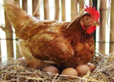 Egg Lamp, Brooder Box, Best Egg Laying Chickens, Box Pictures, Day Old Chicks, Egg Laying Chickens, Plymouth Rock, Chicken Treats, Laying Hens