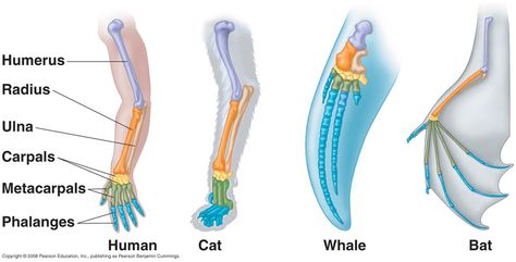 Vestigial structures are features on the body that don’t have a purpose in the current form of an organism in a species. The features start out as important players in the functioning of an o… Homologous Structures, Convergent Evolution, Historical Objects, Natural Selection, Charles Darwin, Color Worksheets, Mice, Biology, Mammals