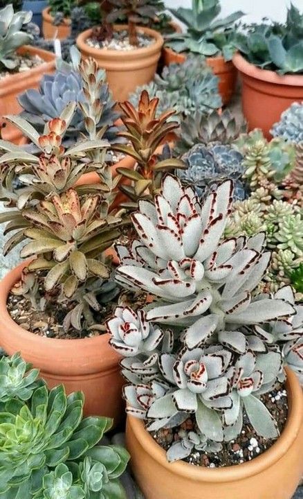 11 Colorful Succulents in Tree Branch Home Garden Decoration - Decomagz Kalanchoe Blossfeldiana, Succulent Display, Succulent Garden Diy, Colorful Succulents, House Plants Indoor, Exotic Plants, Tree Branch, Succulents Garden, Succulent Planter