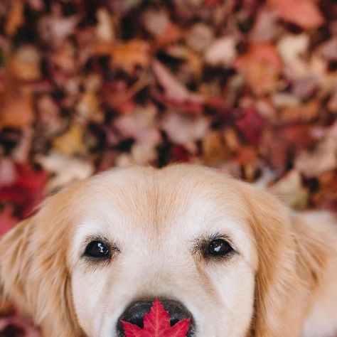 Lizzie & Ally | Golden Retriever ♡ on Instagram: "Boop the leaf 🍁 for a happy Fall! 🍂 which one’s your fave? #happyfall #firstdayoffall 🍂 follow @lizzie.bear for more Fall content🍂" Fall Pictures, Dog Photography, Fall Photos, Happy Fall, Dog Photos, Dog Pictures, Golden Retriever, Dogs And Puppies, Puppies