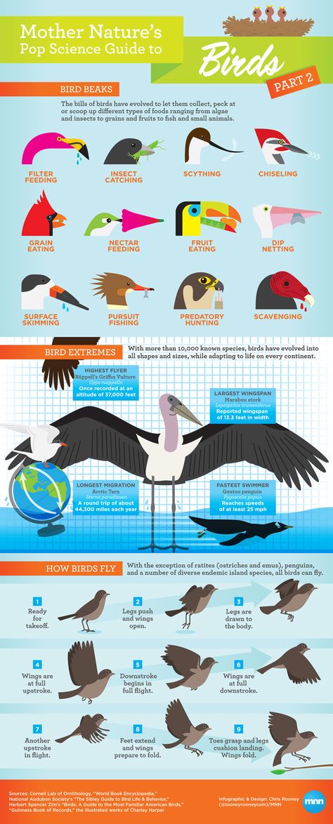 Awesome poster with tons of text features for reading analysis, particularly for unknown words in the bird beak category....inferencing galore!  Scroll down and there is a poster one as well.  Great chance to meld science and reading! Reading Analysis, Types Of Birds, Nature Education, Bird Beaks, Animal Adaptations, Text Features, Homeschool Science, Animal Facts, Nature Study