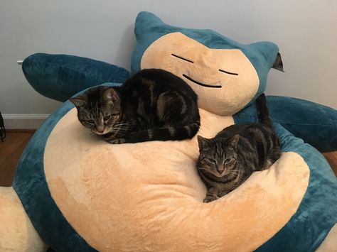 (1) Tumblr Giant Snorlax Plush, Snorlax Bean Bag, Giant Snorlax, Snorlax Plush, Giant Plush, Goofy Ahh, Two Cats, Dreamy Room, Pokemon Fan Art