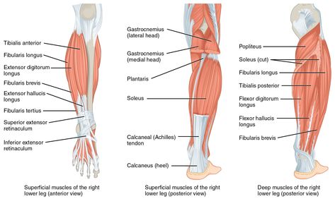 Leg Muscles:Origin, Insertion, Action & Nerve Supply » How To Relief Leg Muscles Diagram, Leg Muscles Anatomy, Muscular System Anatomy, Muscle Diagram, Lower Leg Muscles, Leg Anatomy, Muscle System, Human Body Anatomy, Muscular System