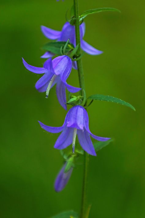 Bell Art, Bell Flowers, Blue Bell Flowers, Beautiful Flower Drawings, Purple Flowers Wallpaper, Blue Bell, Flowering Plants, Floral Photo, Portland Maine