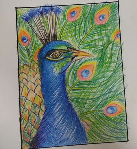 Peacock Drawing With Colour, Peacock Sketch, Peacock Colour, Peacock Drawing, Color Pencil Sketch, Colour Pencil, Peacock Color, Pencil Sketch, Art Sketches