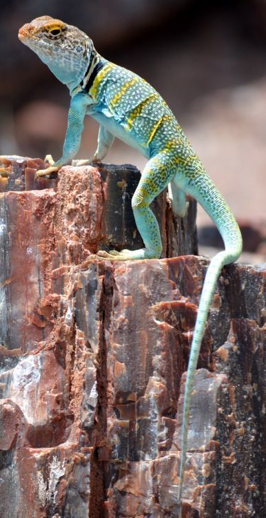 Common Collard Lizard (Crotaphytus collaris) Arizona Uromastyx Lizard, Desert Lizards, Colorful Lizards, Chameleon Lizard, Petrified Forest National Park, Desert Animals, Cute Reptiles, Petrified Forest, Food Kids