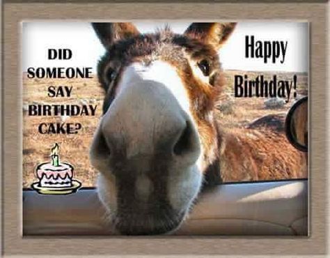 Happy Birthday Cowgirl, Donkey Birthday, Donkey Funny, Hee Haw, Morning Memes, Cowgirl Birthday, Birthday Greetings, Funny Animal Videos, Animal Gifs