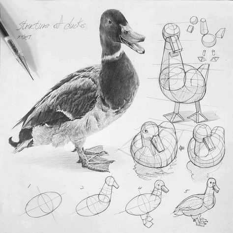 Structural Drawing, Bird Sketch, Animal Drawings Sketches, Realistic Drawing, Art Basics, 강아지 그림, Animal Study, Drawing Studies, Perspective Art