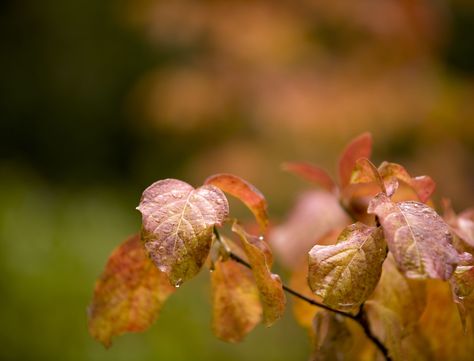 Pressing Roses, How To Press Roses, Press Roses, Preserve Fall Leaves, Dry Hydrangeas, Pressed Roses, Preserved Hydrangea, Dried Hydrangeas, Hydrangea Flowers