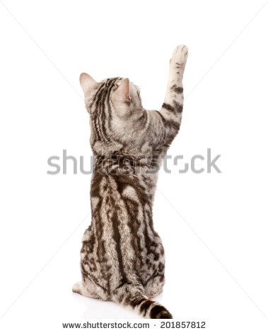 Playful tabby cat. Back view. Isolated on white background - stock photo Cat From Back View, Cat Back View, Cat References, Warrior Cat Drawings, Cat Reference, Cat Stock, Cat Stands, Cat Pose, Cat Door