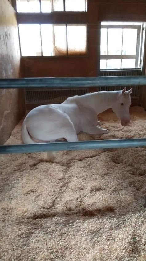 Sodashi Horse, White Horse Tack, White Horse, Horse Tack, Horses, Animals