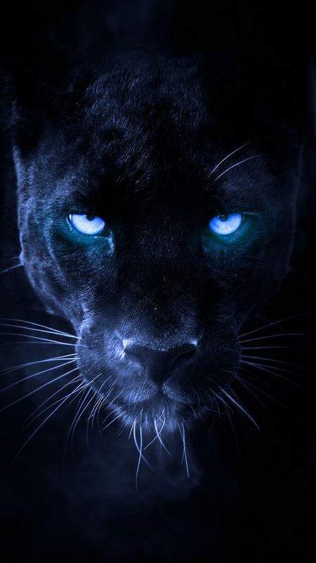 Black Panther Blue Eyes, Music While Studying, Black Jaguar Animal, Macan Kumbang, Black Panther Images, Black Panther Cat, Panther Pictures, Mata Biru, Regard Animal