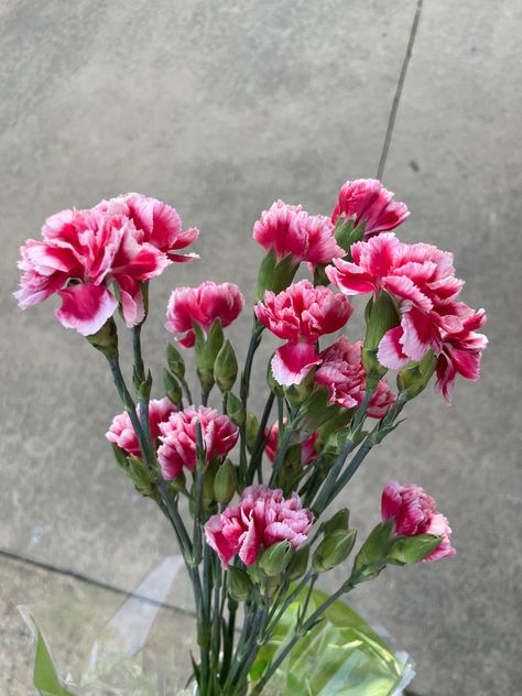 Geranium Bouquet, Favourite Flowers, Pink Carnations, Plant Therapy, Flower Therapy, Flower Child, Flower Pictures, Love Flowers, Geraniums