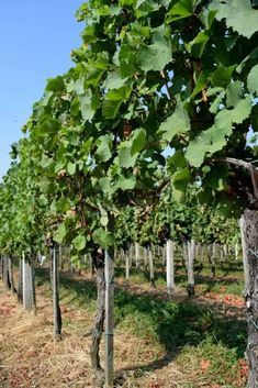 How To Trellis Grape Vines So They Produce Fruit For 50+ Years Dionysus Tattoo, Vines Ideas, Grape Orchard, Wine Yard, Grape Vine Pruning, Grape Growing Trellis, Backyard Vineyard, Growing Wine Grapes, Retirement Cottage