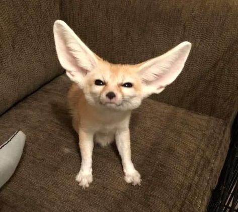 Fennec Fox Icon, Silly Fox Pictures, Fennec Fox Fursona, Fennec Fox Aesthetic, Fennec Fox Cute, Fenic Fox, Cute Fox Wallpaper, Fox Meme, Fox Fursona