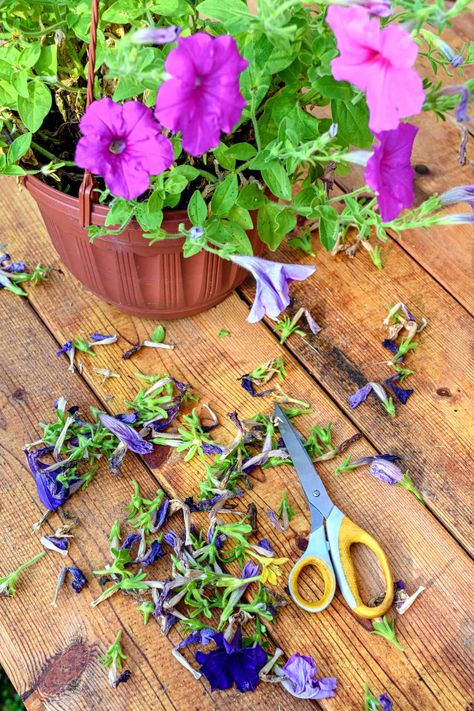 How to Deadhead Petunias for New Blooms Plant Based Aesthetic, Petunia Hanging Baskets, Petunia Care, Pruning Plants, Wave Petunias, Planting Garden, Petunia Plant, Petunia Flower, Aesthetic Plant