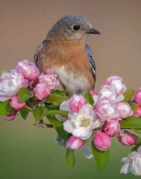 Small Bird Aesthetic, Bird Branch Tattoo, Photos Of Birds And Flowers, Birds On Flowers, Flowers And Birds Painting, Bird In Nature Aesthetic, Birds In Springtime, Bird Aesthetic, Cozy Core