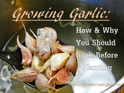 Growing Garlic- How and Why You Should Soak Before Planting- Yellow Birch Hobby Farm Soaking Seeds Before Planting, Kitchen Herb Garden, Planting Garlic, Garlic Seeds, Garden Container, Growing Garlic, Herb Gardening, Hobby Farm, Garden Veggies