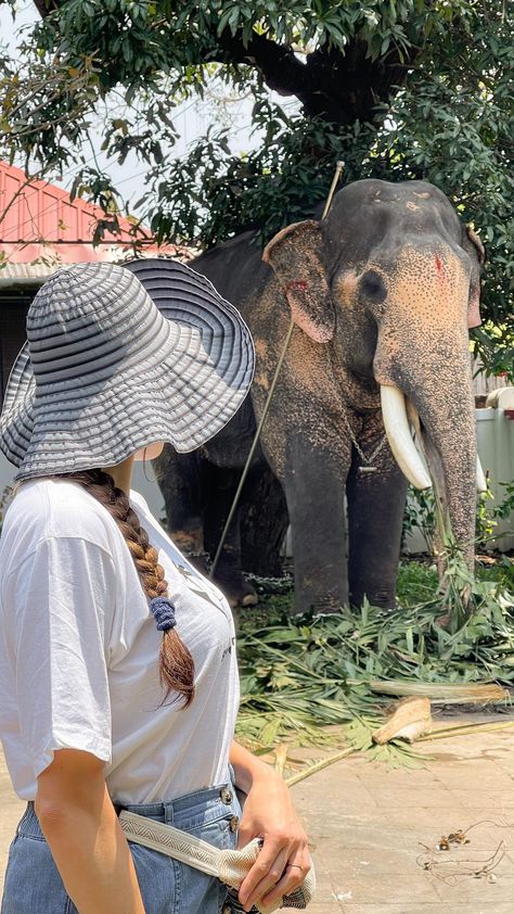 foreignerinindia on Instagram: Before or after? 🐘🌴❤️ . . . #keraladiaries🌴❤️⛵ #elephantlover #pooramvibes #pooram #templefestival #keralafestival #keralafestivals… Kerala Travel Photography, Kerala Photoshoot Ideas, Coorg Photography Poses, Coorg Photography, Kerala Photoshoot, Coorg Travel, Kerala Photos, Kerala Culture, Travel Kerala