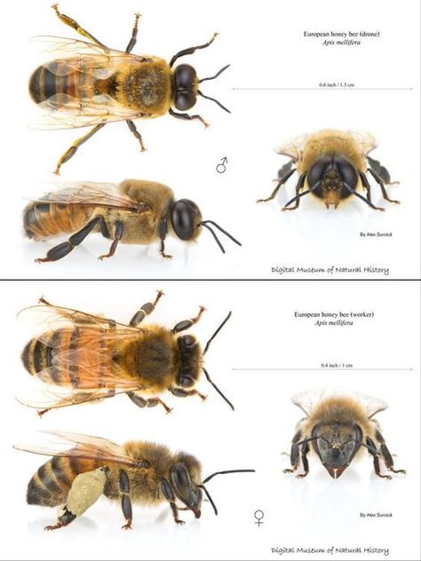 Female vs Male Honey Bee Bee Hive Plans, Backyard Bee, Raising Bees, Queen Images, Worker Bee, Backyard Beekeeping, Wild Photography, Honey Bee Hives, Bees And Wasps