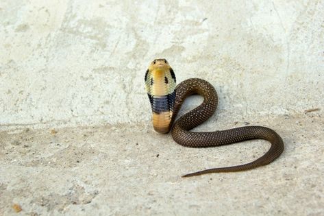 Baby Cobra, Dream Snake, Skull Template, King Cobra Snake, Baby Snakes, Snake Illustration, Cobra Snake, King Cobra, Cement Floor