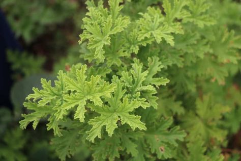 Diy Citronella, Citronella Plant, Mosquito Plants, Seed Raising, Citronella Essential Oil, Perennial Vegetables, Vegetable Garden Planning, Citronella Oil, Mosquito Repelling Plants