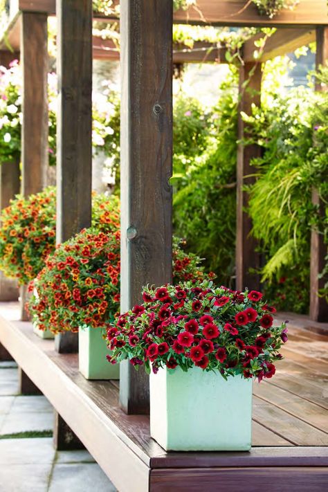 Superbells Pomegranate Punch leads the way in this row of containers hosting the same type of plant. You choose the color, we have 40+ Superbells options for you to choose from. Pomegranate Punch Calibrachoa, Red Perennials Part Sun, Plants With Red Flowers, Garden Flowers Ideas, Planter Gardening, Red And Purple Flower Containers, Pomegranate Punch, Growing Geraniums, Licorice Plant